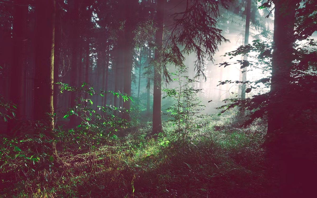 bosque